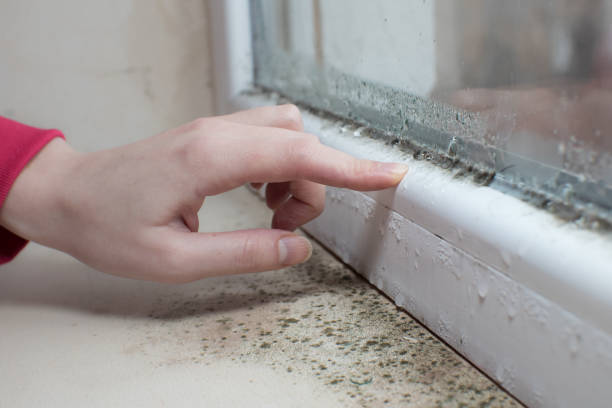 Best Environmental Consulting for Mold Prevention  in Landover, MD